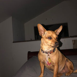 Meet your Posher, Anthony